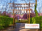 Hanami au Parc de Sceaux 2026, les cerisiers en fleurs et ses  animations