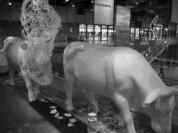 Cow Parade