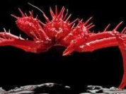 Crustaces, divers et varies