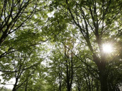 arboretum de chèvreloup