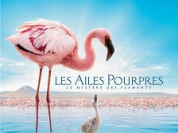 les ailes pourpres