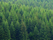  forêt de sapins sur les Berges de Seine