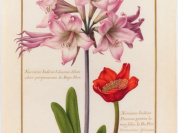 Précieux vélins au Jardin des Plantes