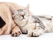 l'Hôpital vétérinaire Frégis à Arcueil