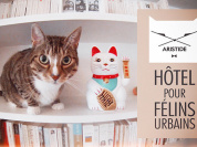 hotel asristide pour chat à paris