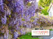 Ou voir les plus belles glycines de Paris, les spots incontournables et cachés - Chevreuse