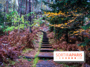 Journée internationale des forêts 2025 : des visites guidées gratuites en forêt de Fontainebleau