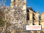 Paris : le printemps prend de l'avance : 6 spots d'arbres en fleurs à découvrir en ce moment