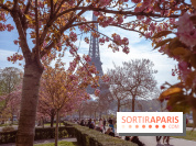 Les cerisiers du Trocadéro fleurissent avec de l'avance en ce printemps 2026