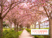 La Mail de Bièvre et ses cerisiers en fleurs, le spot Hanami caché à Paris