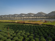 Val d'Oise : des milliers de plantes aux Portes ouvertes du centre Horticole du Grand Paris