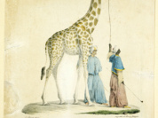 zarafa au jardin des plantes, muséum, MNHN
