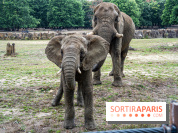 Au Zoo de Thoiry, des Lodges immersifs en Terre d'Afrique, avec vue sur les éléphants, se préparent