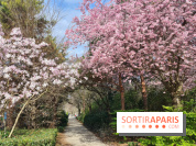 Où voir des cerisiers en fleurs à Paris et en Île-de-France : nos spots coup de cœur !