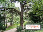 Le Jardin des Plantes cache le plus ancien cèdre du Liban de Paris, histoire insolite