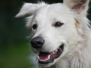 Noël 2024 des bêtes abandonnées à l'espace Champerret à Paris