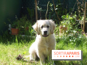 Les parcs, squares et jardins où promener son chien à Paris