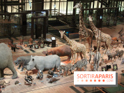 Grande Galerie de l'Evolution - savane
