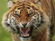 La jeune tigresse ISHA