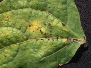 La Clinique des Plantes à la mairie du 7e