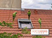 Le saviez-vous ? D'où viennent ces perruches vertes à Paris et en Île-de-France ?