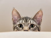 Insolite : un escape game avec des chats à Paris