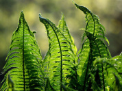 INSOLITE : Un dîner autour des plantes relaxantes et euphorisantes à Paris