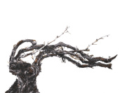 Shared Roots, l'exposition de Vik Muniz au Palais Brongniart