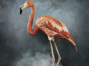 Australia Now 2021 : Phœnix, Rise from the Ashes, l'exposition de Vee Speers à la galerie XII