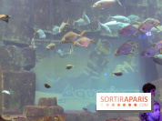 Les 60 ans de LEGO® à l'Aquarium de Paris