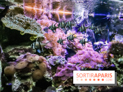 L'Aquarium de la Porte Dorée se renouvelle