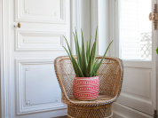 Vente solidaire de plantes chez Bergamotte