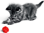 Des ateliers et des animations sur les chatons à la Gare Saint Lazare