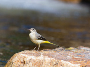 Rendez-vous aux Jardins 2019 au Jardin des Bergeronnettes des Ruisseaux à Pontoise 