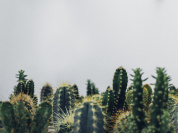 Grande vente de plantes aromatiques, potagères et d’intérieur (spécial cactus) dès 2 euros 