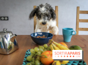 Cafe des chiens, café à chien, bar à chien