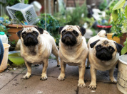 Pug Day, Fun Day : rassemblement carlins