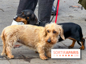Paris Sausage Walk 2026 : la marche des teckels s'offre les Champs-Élysées pour la première fois !
