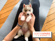 Puppy Yoga Paris, des séances de yoga tout en câlins avec d'adorables chiots - Prochaines dates