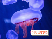 L'Aquarium de Paris ouvre son Médusarium
