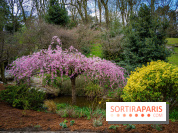 Cerisiers en fleurs à paris et aux alentours - Parc Montsouris