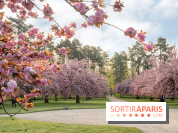 Le Parc de Sceaux et ses cerisiers en fleurs