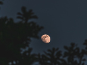 Super Lune du Castor : la dernière grande pleine lune de l'année, quand et pourquoi ce nom ?