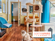 Le Moustache Pension, un hôtel pour chats douillet qui accueille vos compagnons à Paris