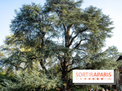 Arboretum de la Vallée-aux-Loups, une balade au milieu des arbres remarquables