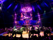 Les Folies Gruss, un spectacle de cirque équestre féérique à Paris