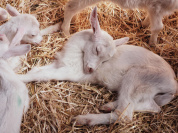 les Bergeries d'Issy