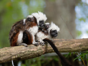 Tamarins pinchés