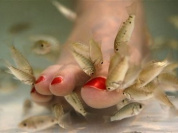  Fish pédicure
Rufa Fish Spa