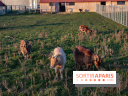 Fermes de Gally - Saint Denis - ED9AAD72 02C7 4C56 B502 2B079F42EDDF